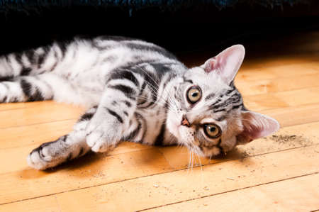 American shorthaired kitten portrait lying on parquetの写真素材
