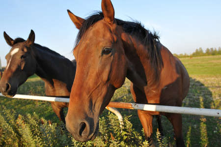 Horse portrait in green field at summer looking at camera