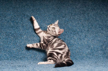 American shorthared kitten having fun on blue sofaの写真素材