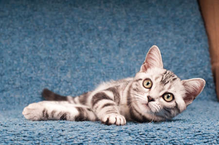 Cloeup portrait of american shorthared kitten on sofaの写真素材