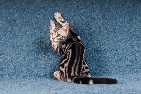 Sitting portrait of american shorthared kitten on sofaの写真素材