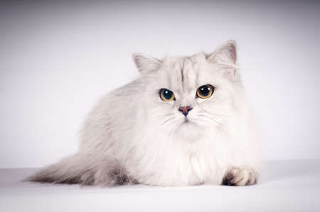 Scottish straight cat portrait silver color on white backgroundの写真素材