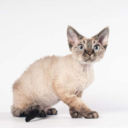 Pure-bred devon rex cat portrait on white background