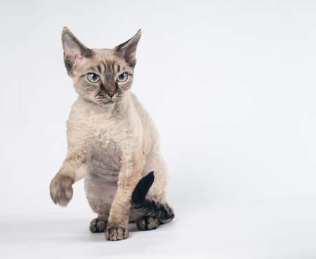 Pure-bred devon rex cat portrait on white background