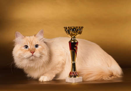 Big fluffy purebred siberian cat on golden backgroundの写真素材