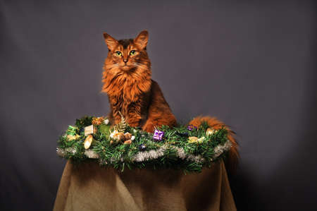 Somali cat ruddy color Christmas portrait at studio on grey backgroundの写真素材