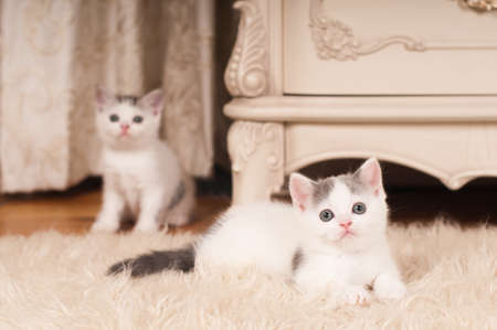 Cute little kitten scottish streight portrait at homeの写真素材