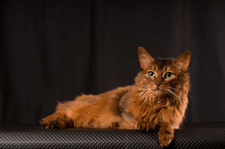 Somali cat studio portrait on black backgroundの写真素材