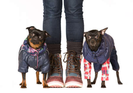 Two cute dog with legs in bootsの写真素材