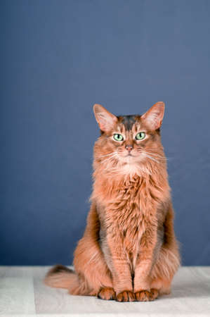 Purebre Somali cat on the floor withの写真素材