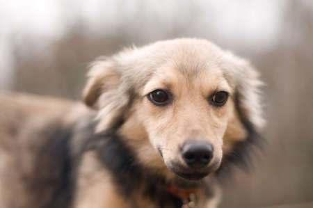Stray mixed breed dog portrait outdoor closeup portraitの写真素材