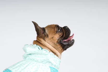 French bulldog studio closeup portrait in profile