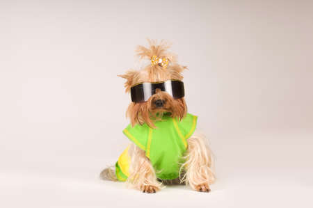 yorkshire terrier portrait in studio on grey backgroundの写真素材