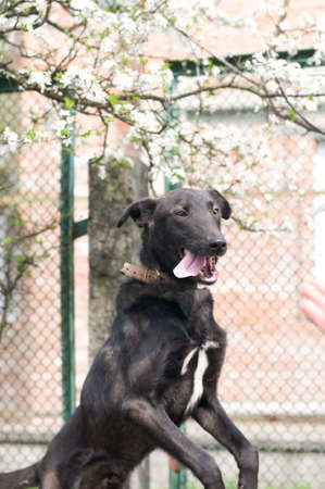 Black mixed breed young dog portrait outdoorの写真素材