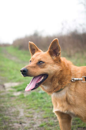 Red mixed breed dog closeup portrait outdoorの写真素材