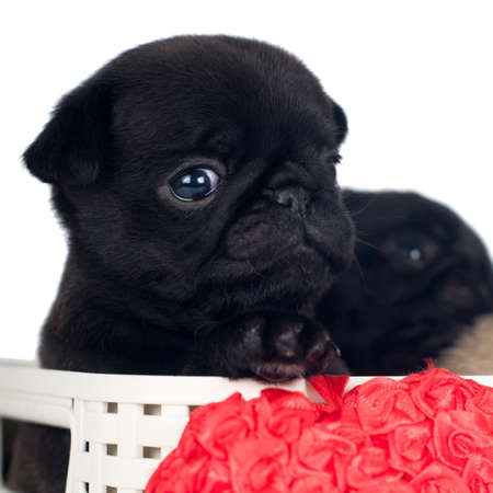 Pug puppies in a box in studioの写真素材