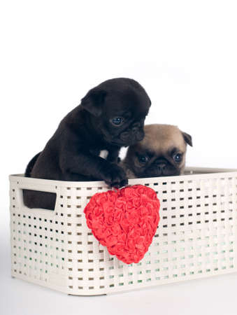 Pug puppies in a box in studio going out from basketの写真素材