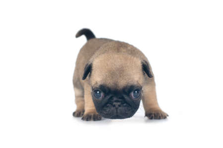One month pug puppy beige color isolated on whiteの写真素材