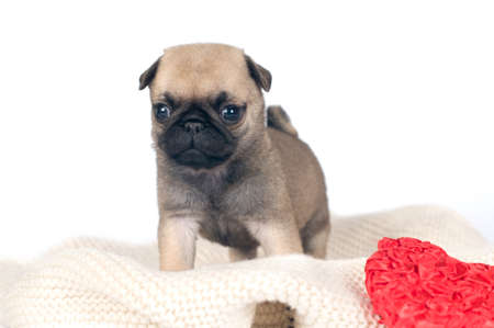One month pug puppy beige color isolated on whiteの写真素材