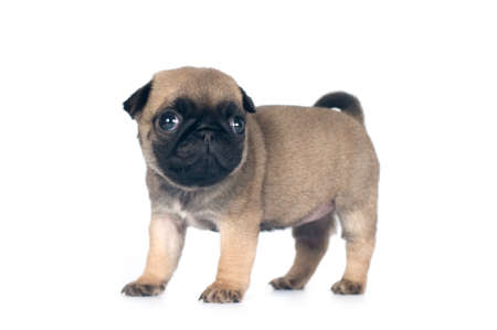 One month pug puppy beige color isolated on whiteの写真素材