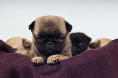 Pug puppy one month portrait going to sleepの写真素材