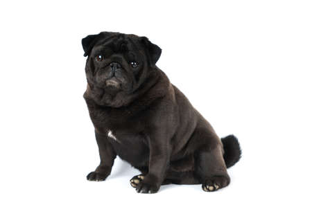 Black pug isolated on white looking at camera portraitの写真素材