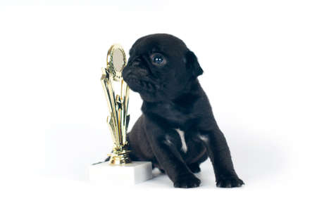One month pug puppy black color isolated on whiteの写真素材