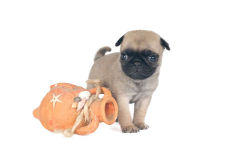 One month pug puppy sandy beige color isolated on whiteの写真素材