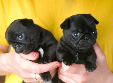 Two cute pug puppies in human handsの写真素材
