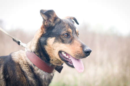 Mixed breed dog portrait outdoor with open mouthの写真素材