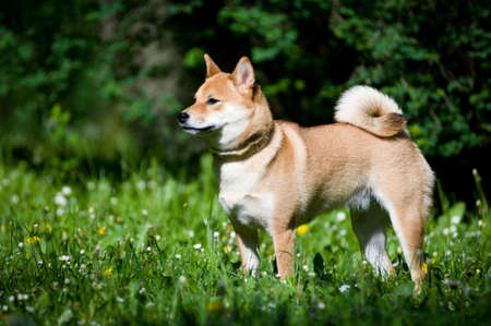 Shiba inu standing outdoor portrait at summerの写真素材