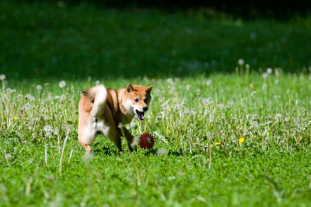 Shiba inu portrait playing with red ball outdoor at summerの写真素材