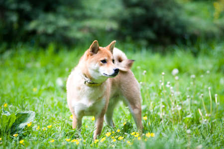 Shiba inu standing outdoor portrait at summerの写真素材