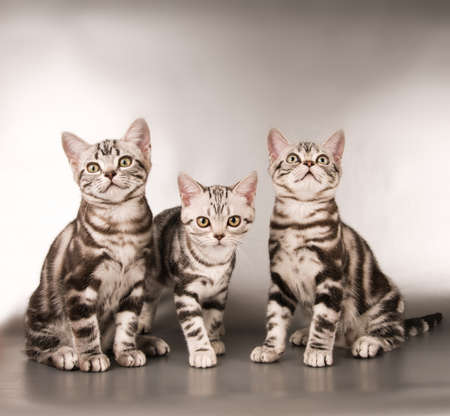 American shorthaired kittens on silver background looking at cameraの写真素材