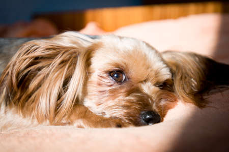 Yorkshire terrier with hairstyle taking sunbath on a coach