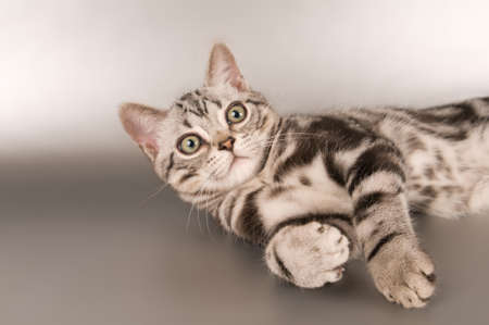 American shorthaired kitten on silver background looking at cameraの写真素材