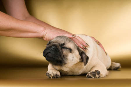 Pug lying on golden background at studioの写真素材