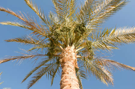 Palm tree and sky in summer from bottom view