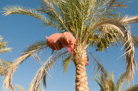 Palm tree with bags for date fruitの写真素材