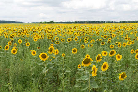 Field of sunflowers and blue sky with cloudsの写真素材