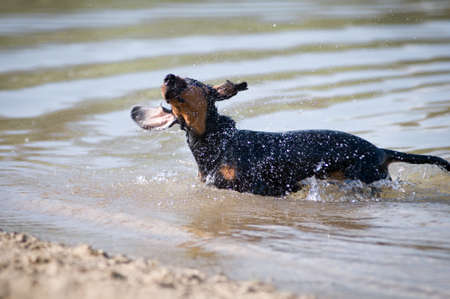 Dachshund portrait in summer on the beach