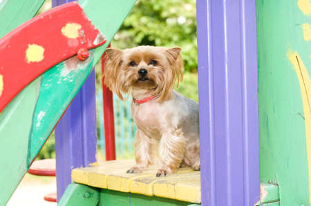 Purebred yorkshire terrier outdoor portrait on playgroundの写真素材