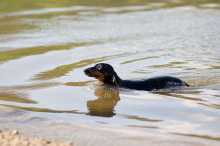 Dachshund portrait in summer on the beachの写真素材