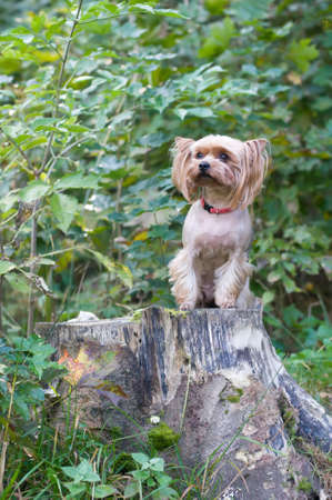 Purebred yorkshire terrier outdoor portrait sitting on stumpの写真素材