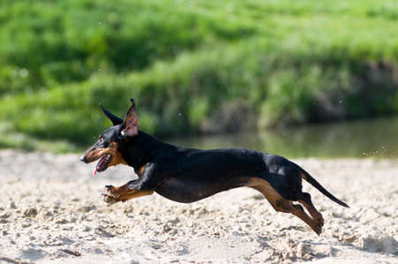 Dachshund portrait in summer on the beachの写真素材