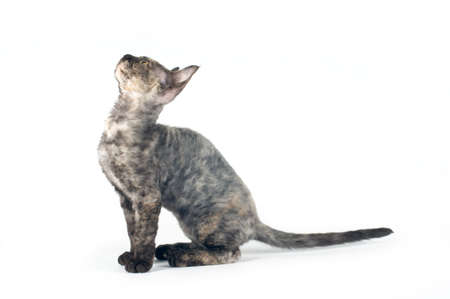 Devon rex purebrebred cat on white backgroundの写真素材