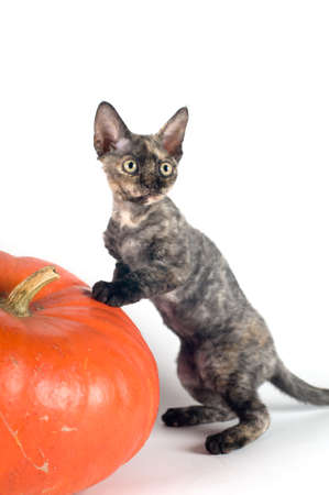 Devon rex purebrebred cat on white background with pumpkinの写真素材