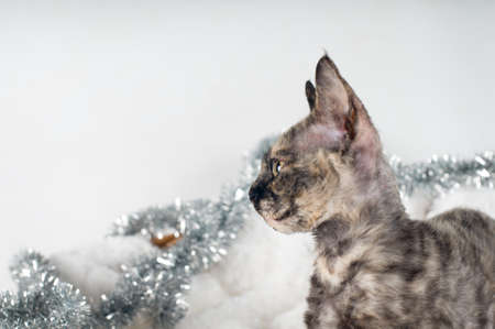 Purebred devon rex kitten in studio with christmas decoration