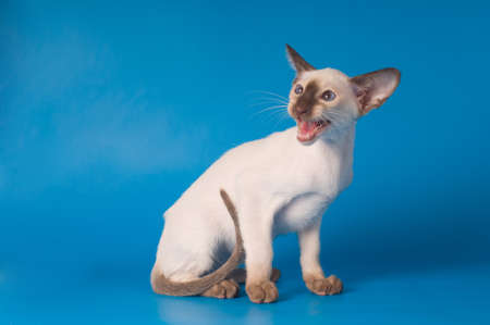 Siam sitting kitten portrait on blue background cryingの写真素材