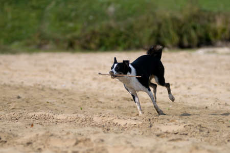 Cute mixed breed dog having fun on the beachの写真素材